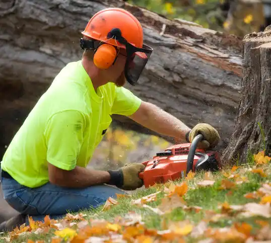 tree services Powderly